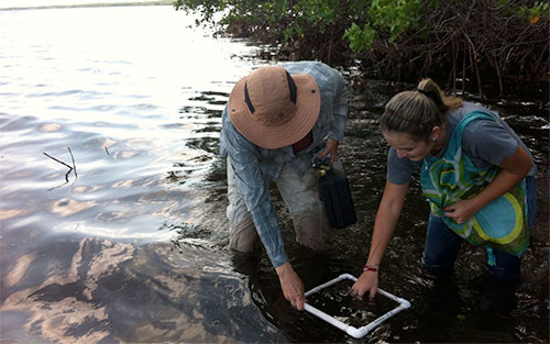 High school student Sara Osorio sampling coastal periphyton with Dr. Evelyn Gaiser