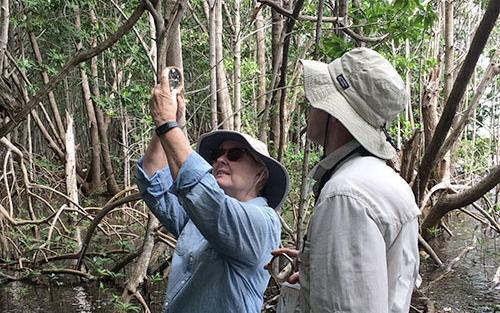 Cathy Laroche (FCE LTER RET, Felix Varela High School) and Dr. John Kominoski measure the heights of mangrove trees.