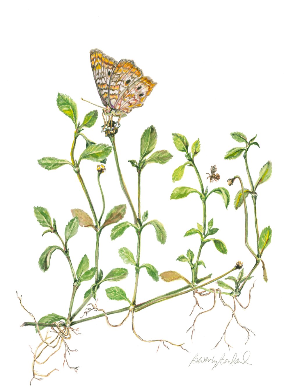 "White Peacock Butterfly with Creeping Charlie" by Beverly Borland