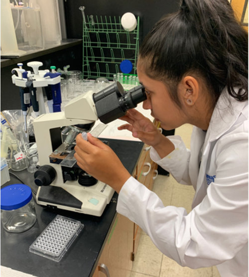 Student looking through microscope in the lab