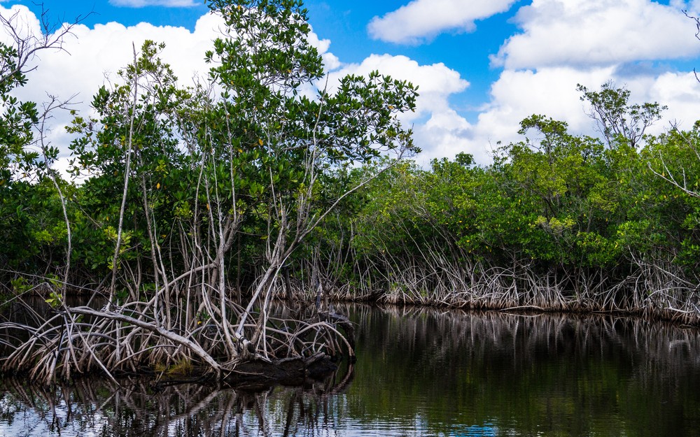 Productivity Gradients in Mangroves | Florida Coastal ...