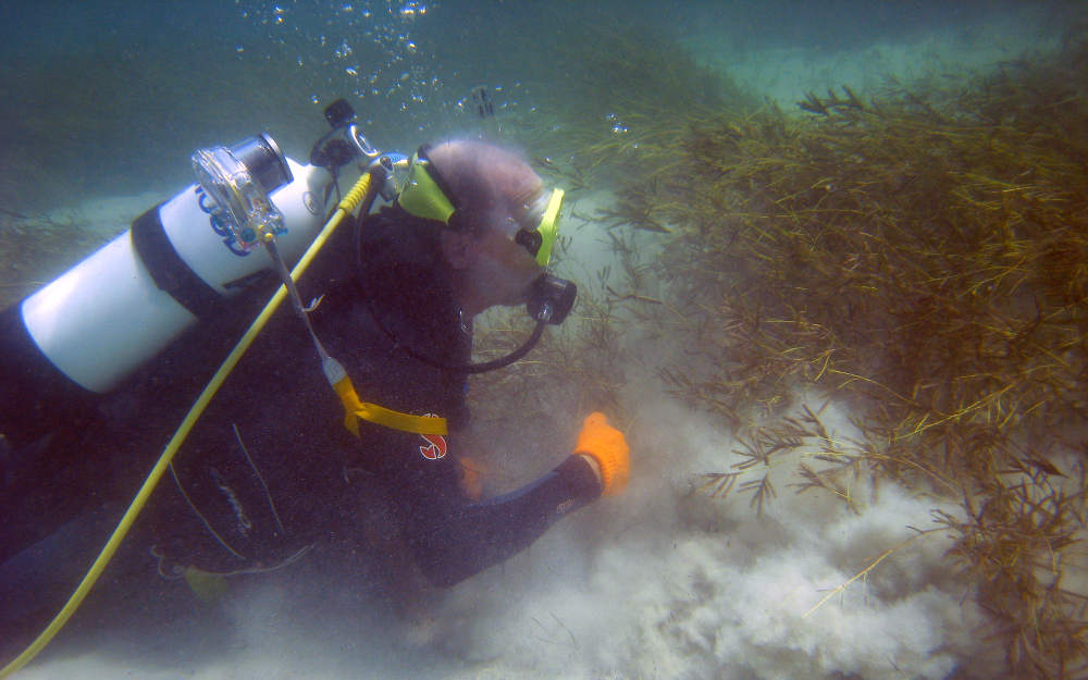 Jim Fourqurean dives near Shark Bay to research seagrass meadows