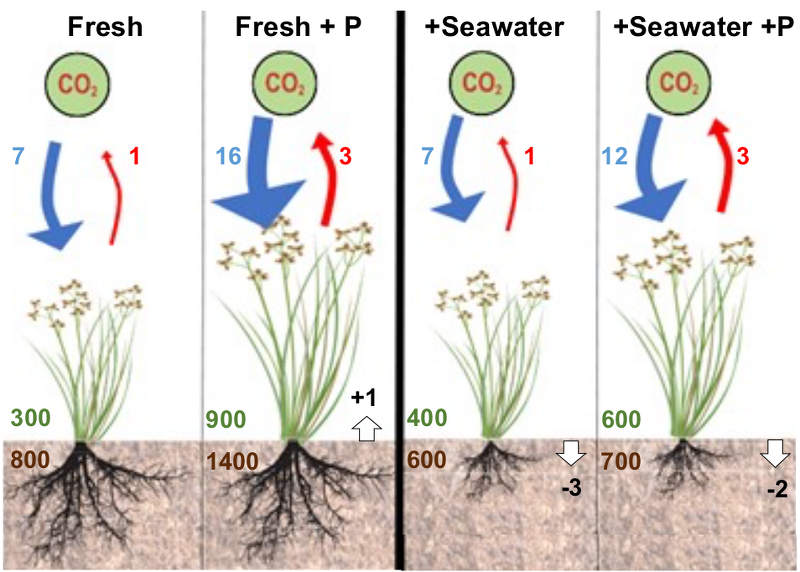 Freshwater marsh response to saltwater intrusion from manipulations of phosphorus and seawater