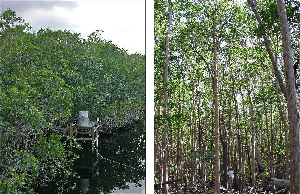 Mangroves at inland and coastal sites