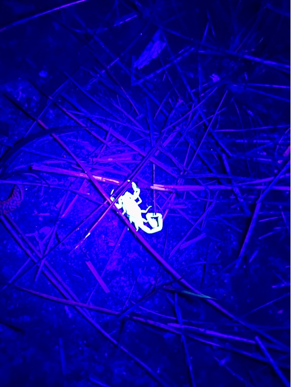 Scorpions are biofluorescent and glow under UV lighting. This one was hunting at night in the Everglades Pine Rocklands.