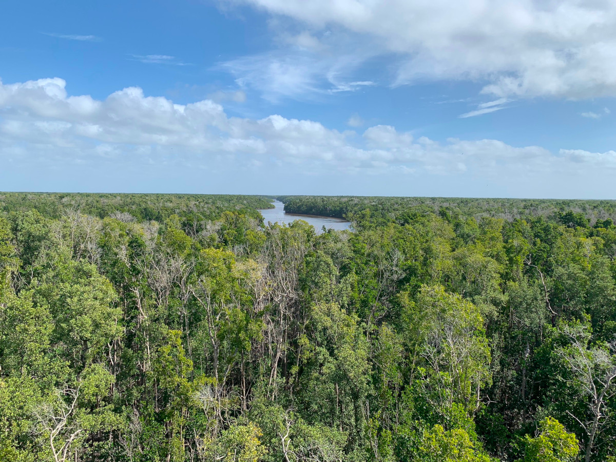 Shark River, Everglades USA. The FCE's 100 ft tall eddy covariance tower quite literally monitors the breath of the forest through its CO2 sensors, while affording some of the best views of expansive mangrove forests, and Shark River itself
