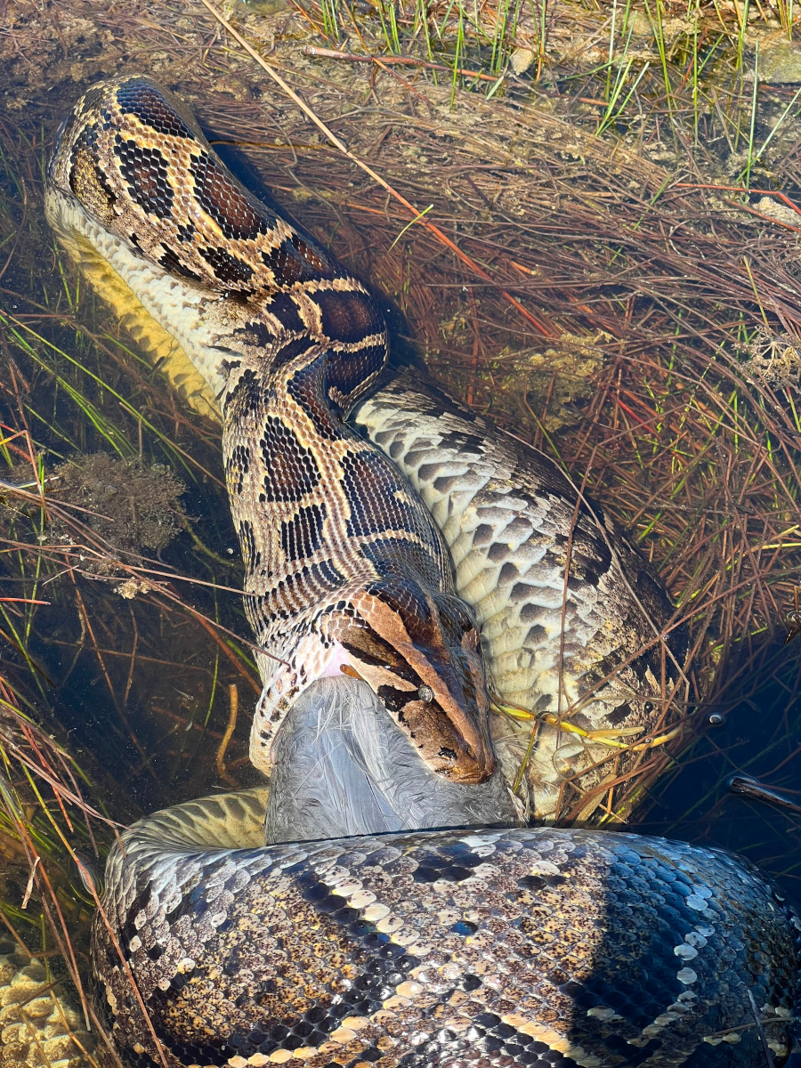 A rare encounter in Shark River Slough as a 16+ ft invasive Burmese Python slurps down a full-grown blue heron in Everglades National Park. This python is one of the largest documented pythons ever observed in the Everglades landscape