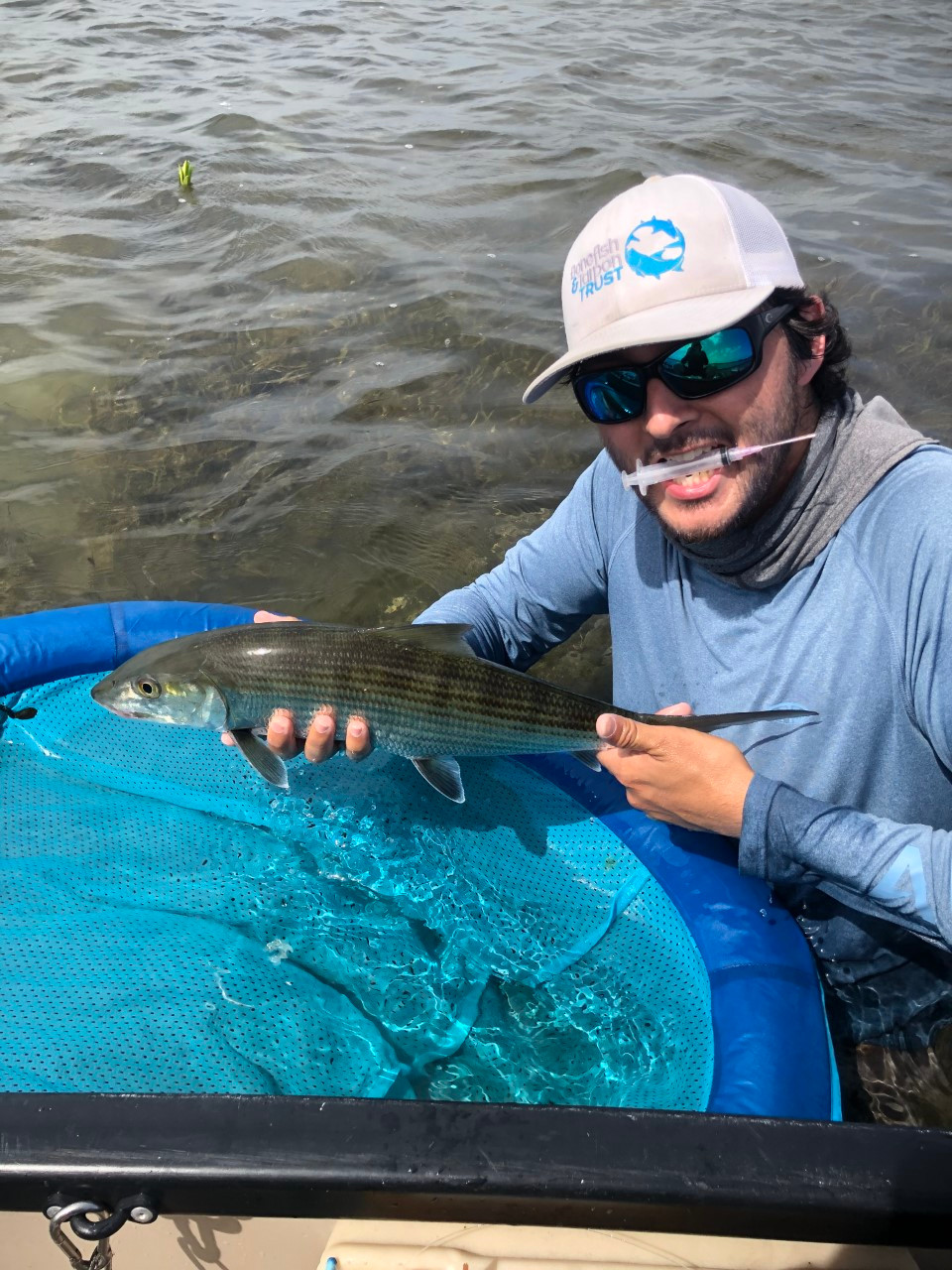 A quick glance at the camera before collecting a nonlethal blood sample from a South Florida bonefish, investigating the presence of pharmaceutical contaminants in a coastal marine fish species